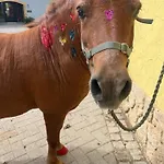 Landkulturhof Gluecksbringer